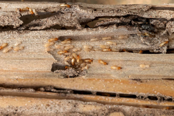 Best Insect Control  in Buna, TX